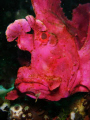  Weedy Scorpionfish Lembeh  